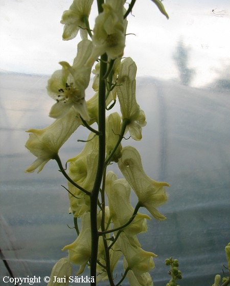 Aconitum lycoctonum ssp. neapolitanum, etelanukonhattu